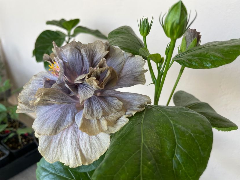  - 0006 - Hibiscusi 2025 - 2