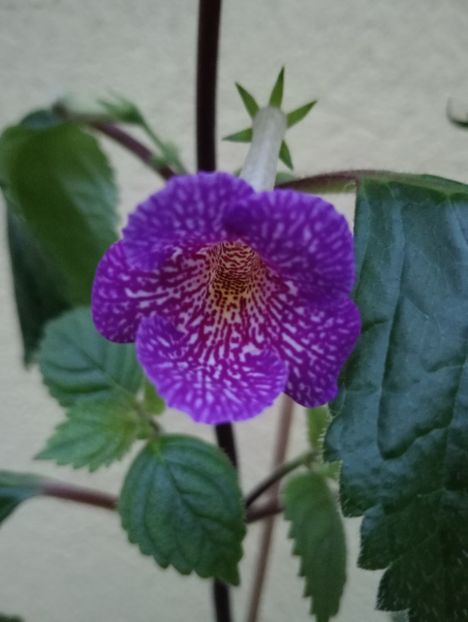 Lionheart - - - - 2025