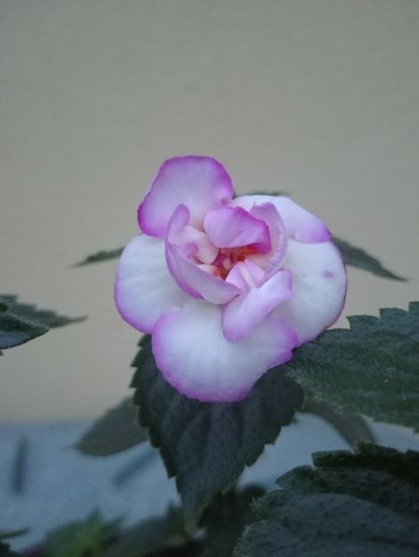  - BriDs Monica Nicoleta