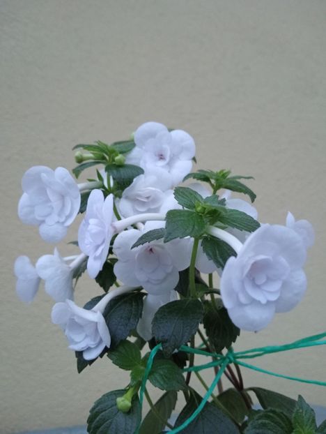  - Double Picotee Rose