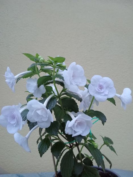  - Double Picotee Rose