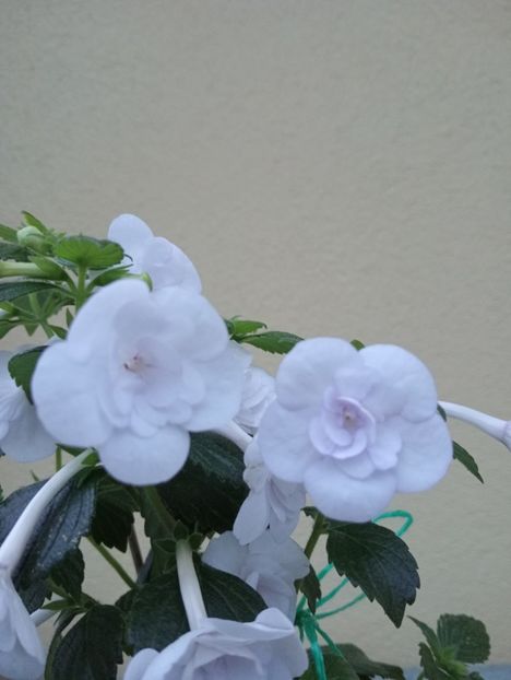  - Double Picotee Rose