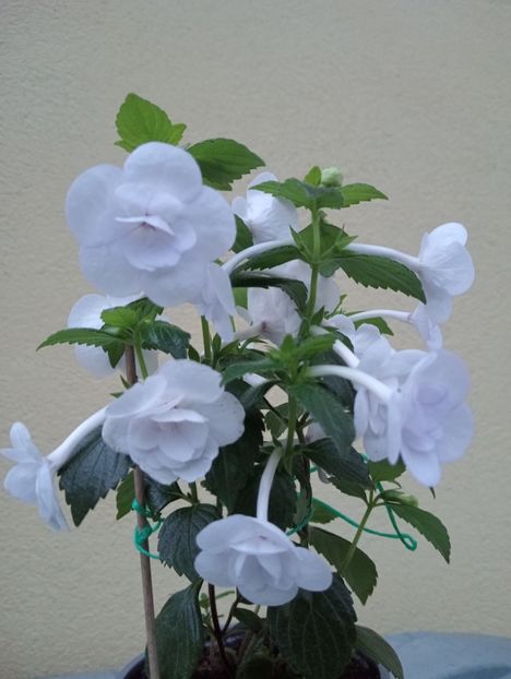  - Double Picotee Rose