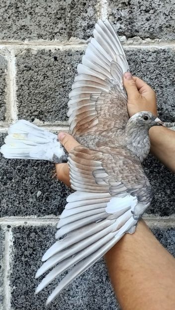  - Nu îmi aparțin 10