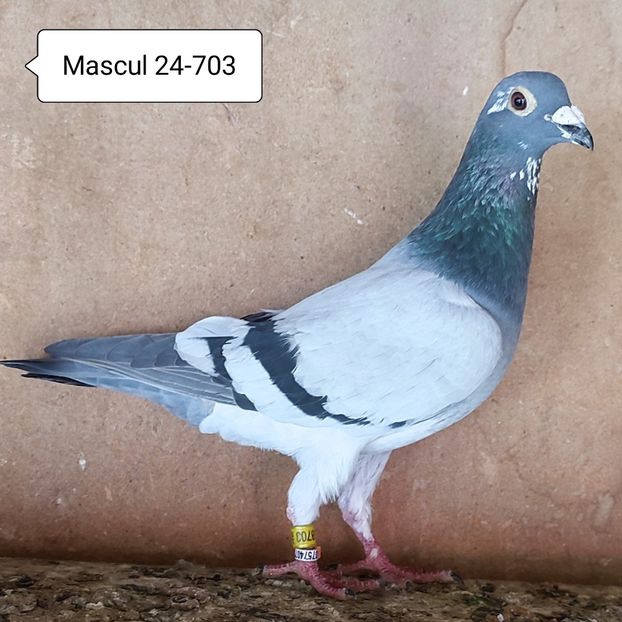 Mascul 24-703 - Vanat