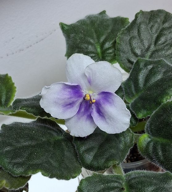  - Chimera Adel din semințe și hibrizii ei