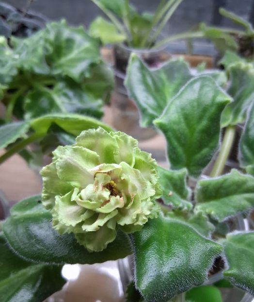  - EK Raspletalo Leto Kosy 2