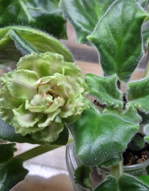  - EK Raspletalo Leto Kosy 2