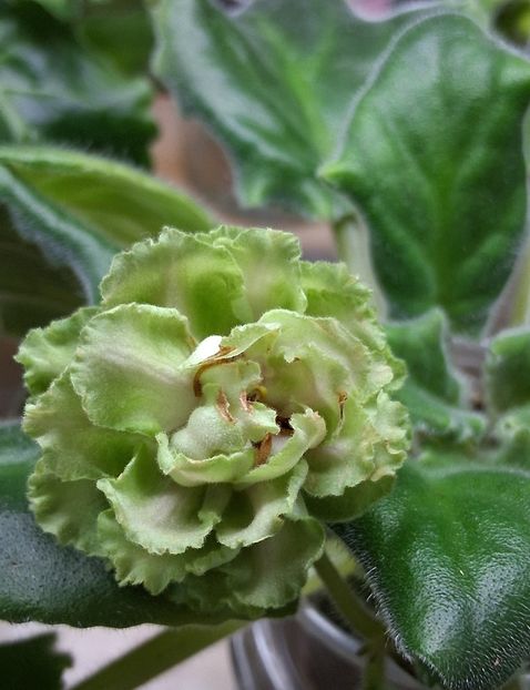  - EK Raspletalo Leto Kosy 2