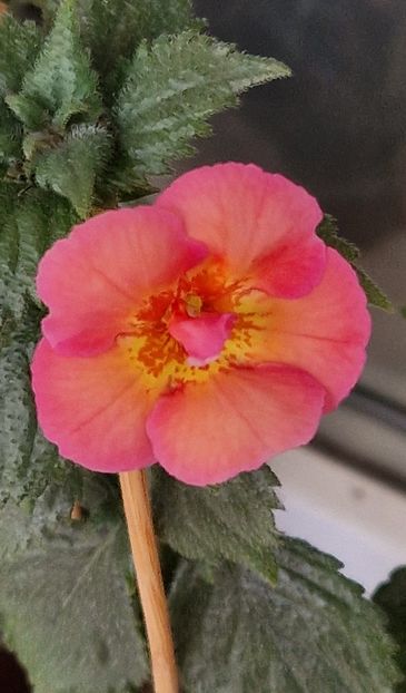 Golden Buck - Achimenes 2025