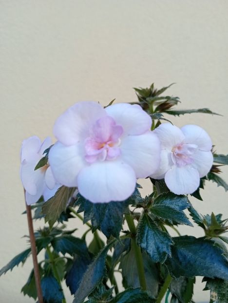  - Ky 14 - BriDs Mica