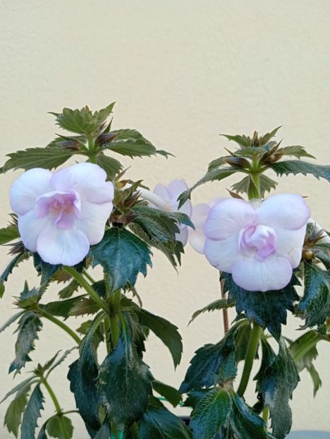  - Ky 14 - BriDs Mica