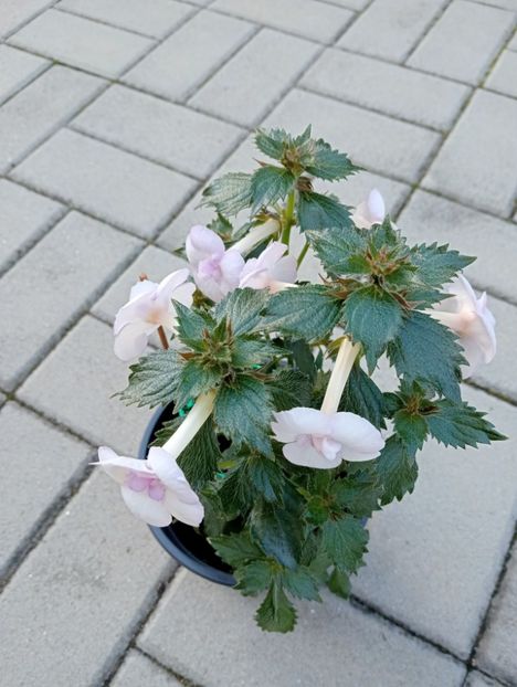  - Ky 14 - BriDs Mica