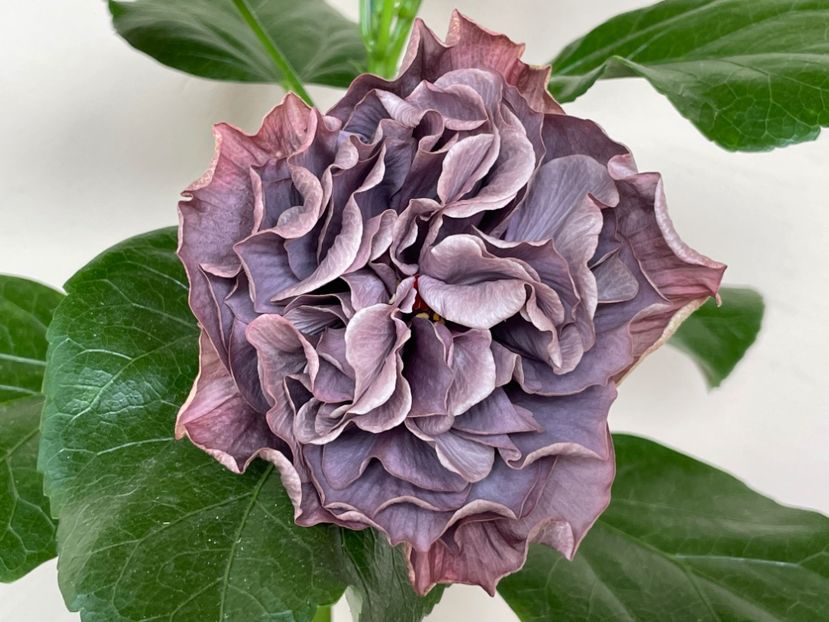  - Chis garden Bear Baby