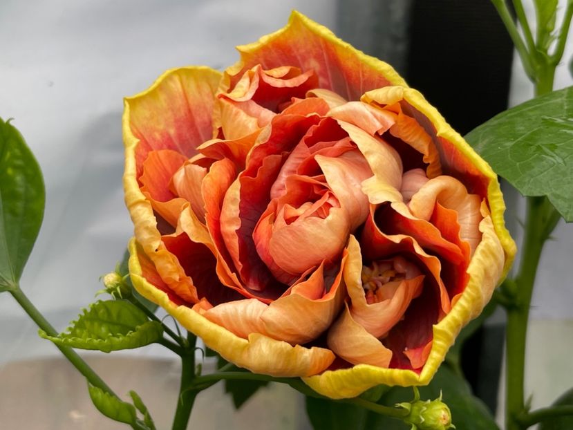  - Wind Rosa Feng Xiajunr