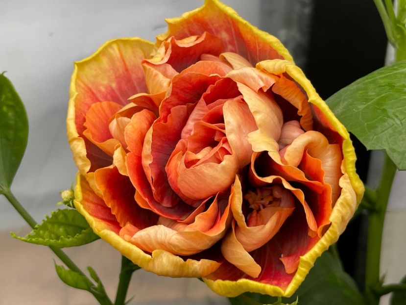  - Wind Rosa Feng Xiajunr