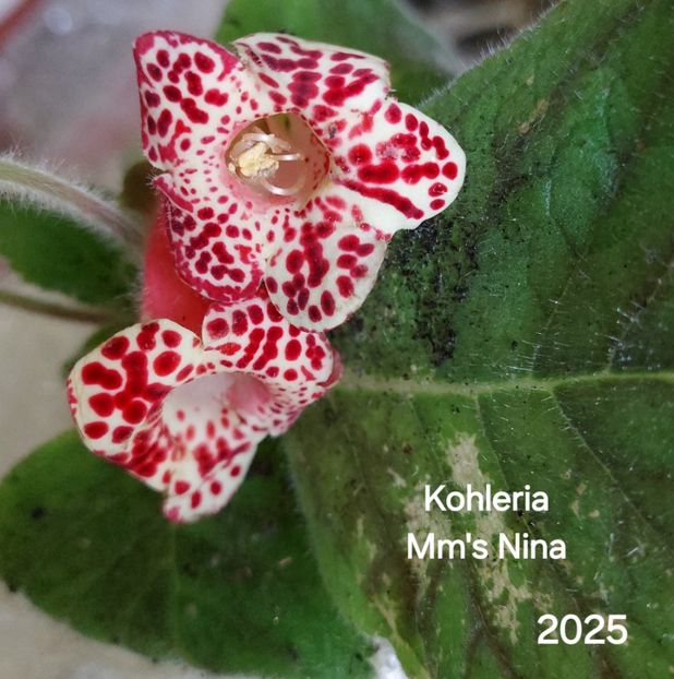  - 2025- Kohleria