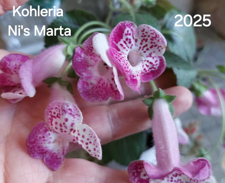  - 2025- Kohleria