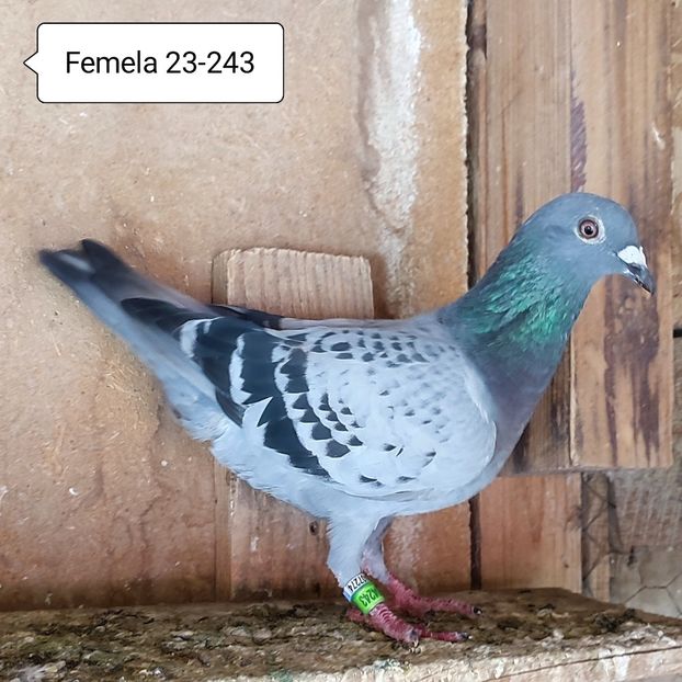 Femela 23-243 - Stropit Rar