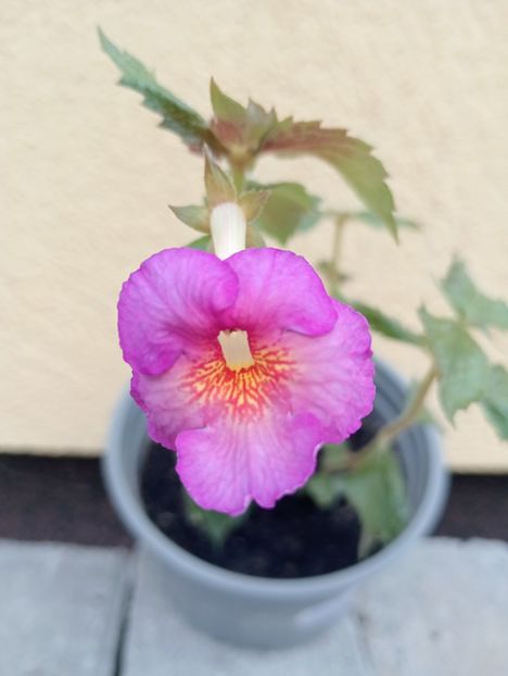 2025 - BriDs Farbenspiel