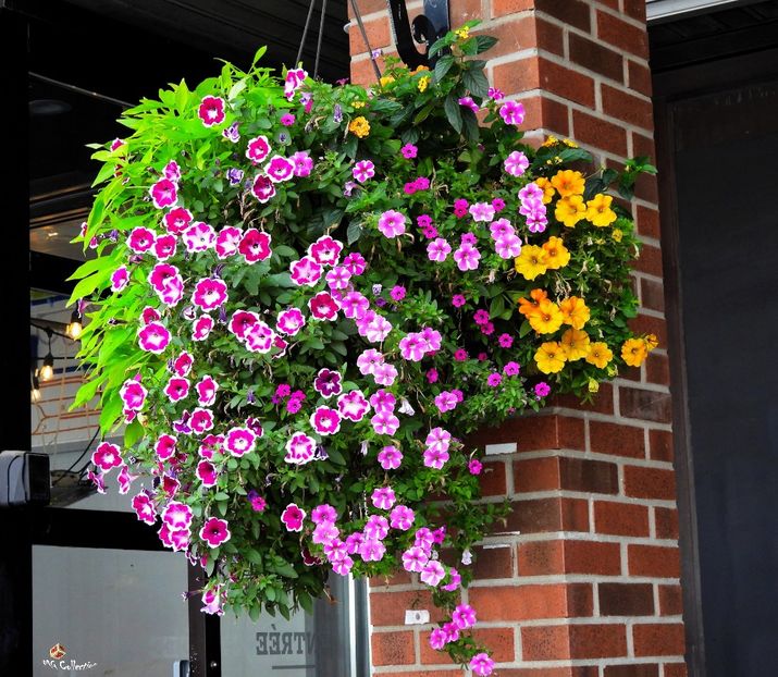 Flowes Deco 3a ,Ottawa - E - FLOWERS - Flori