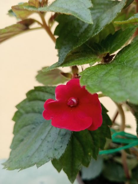 Red Diamond - - - - 2025