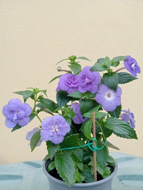  - Double Blue Rose