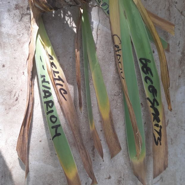  - Comenzi irisi 2025