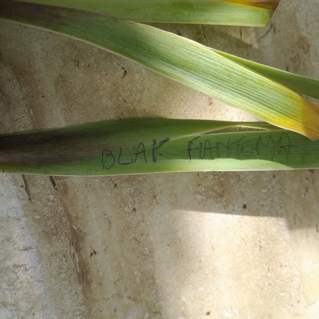  - Comenzi irisi 2025