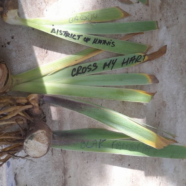  - Comenzi irisi 2025