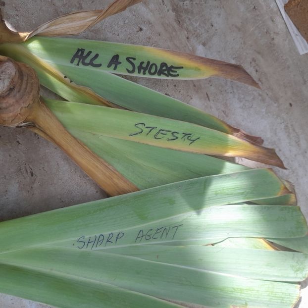  - Comenzi irisi 2025