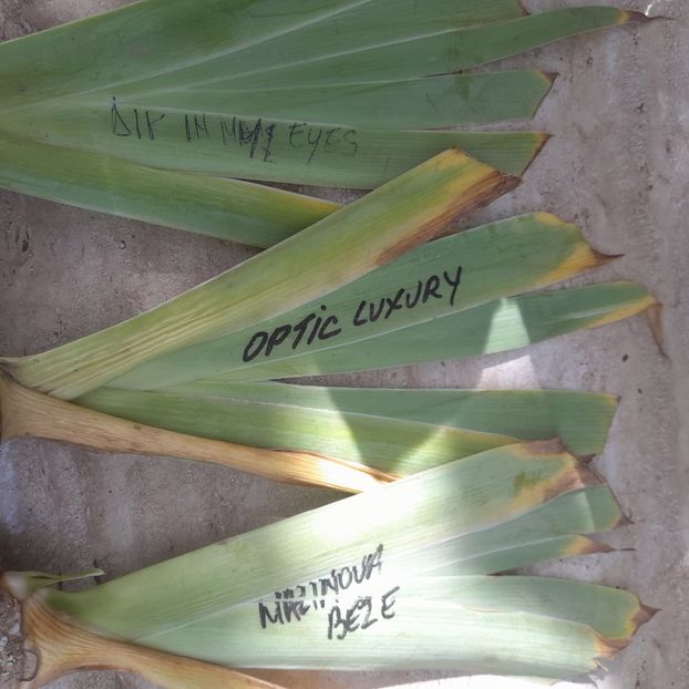  - Comenzi irisi 2025