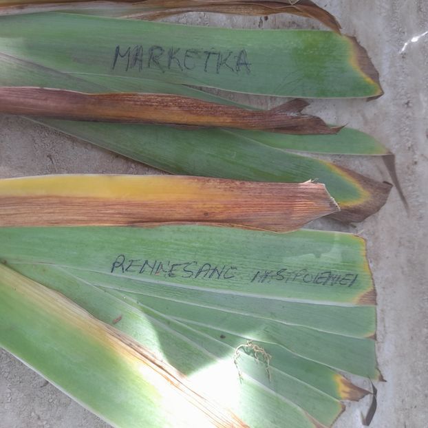  - Comenzi irisi 2025