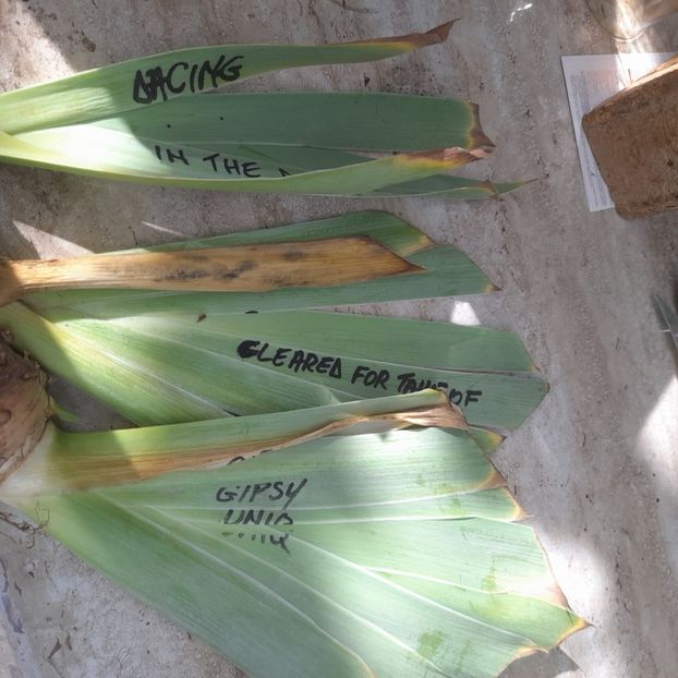  - Comenzi irisi 2025