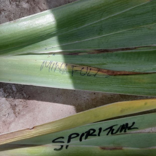  - Comenzi irisi 2025