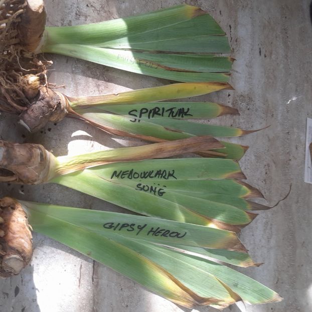  - Comenzi irisi 2025