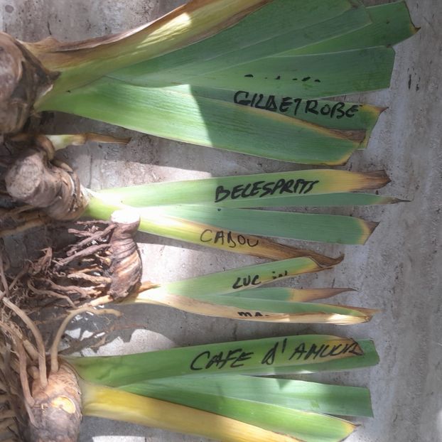  - Comenzi irisi 2025