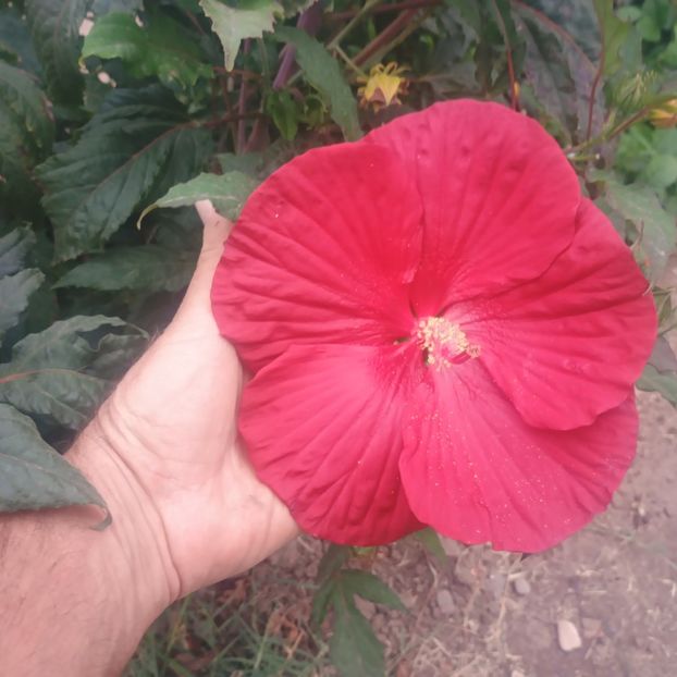  - Gradina flori 2025