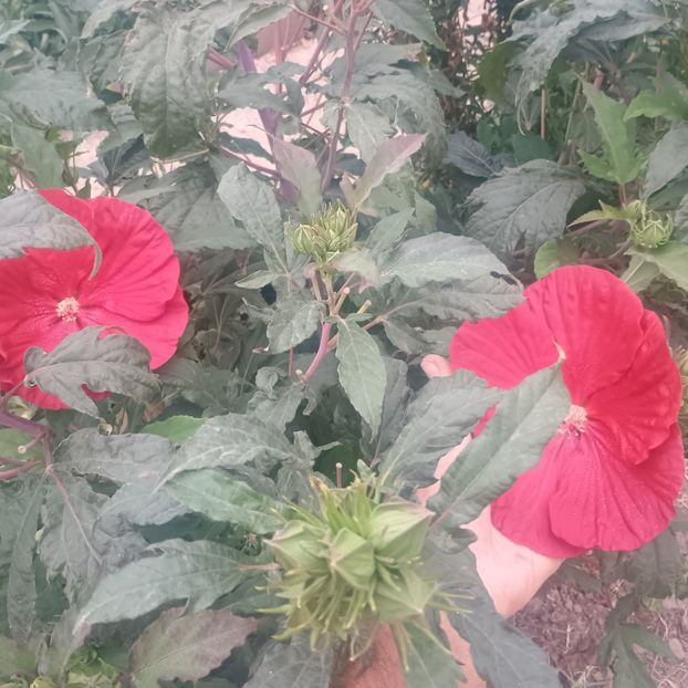  - Gradina flori 2025