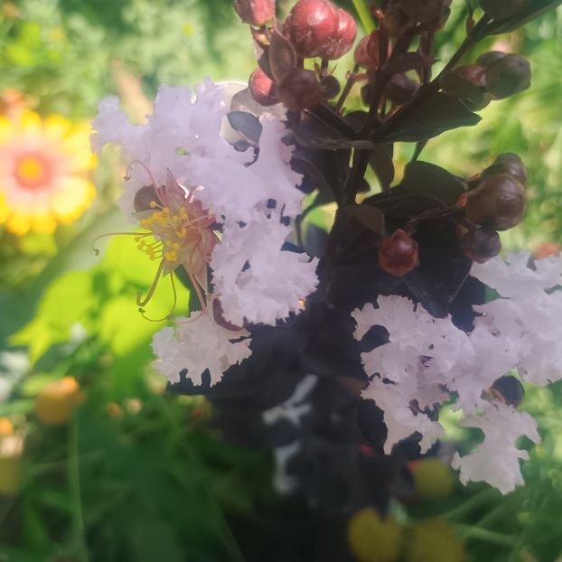  - arbori ornamentali 2025