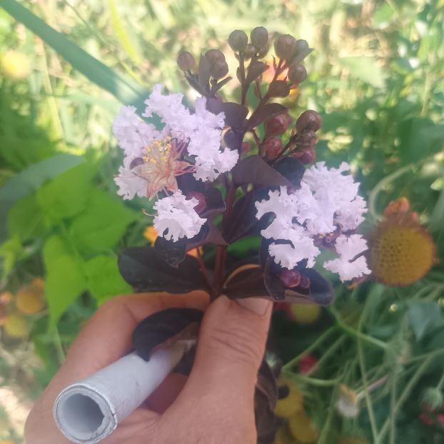  - arbori ornamentali 2025