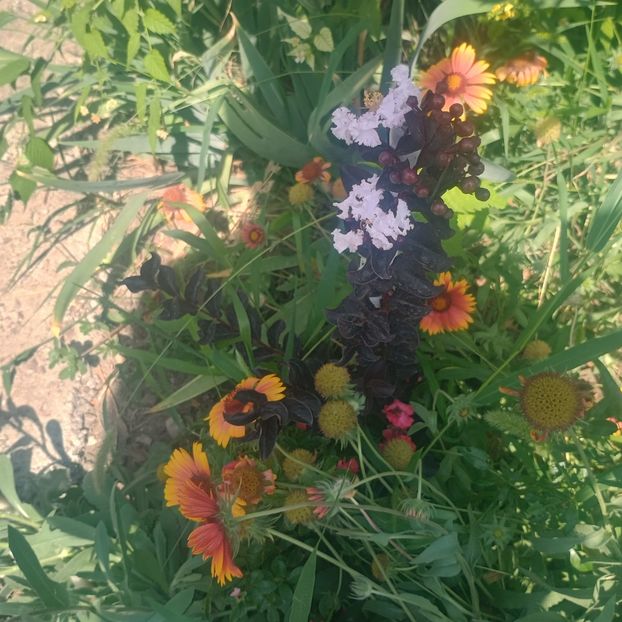  - arbori ornamentali 2025