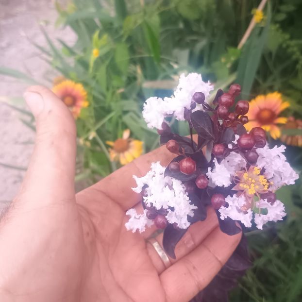  - arbori ornamentali 2025