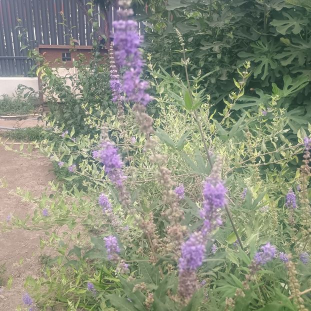  - arbori ornamentali 2025