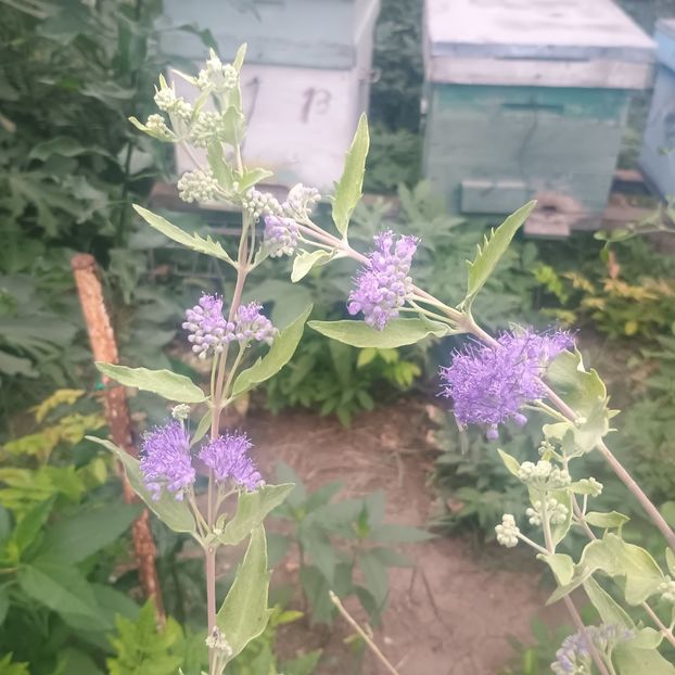  - arbori ornamentali 2025