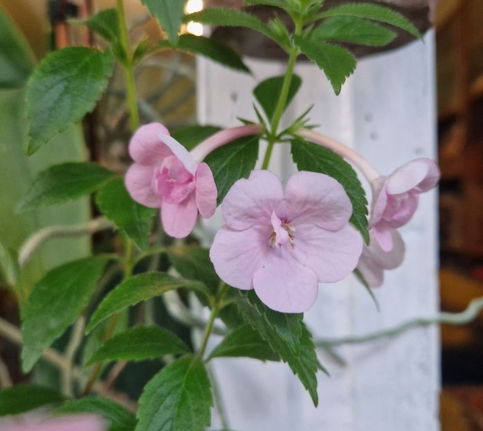  - Double Pink Rose p