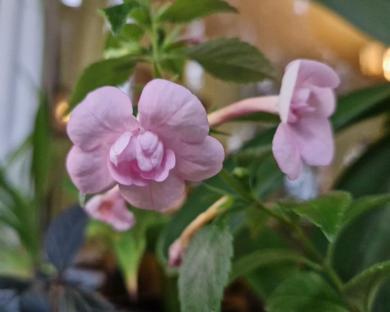  - Double Pink Rose p