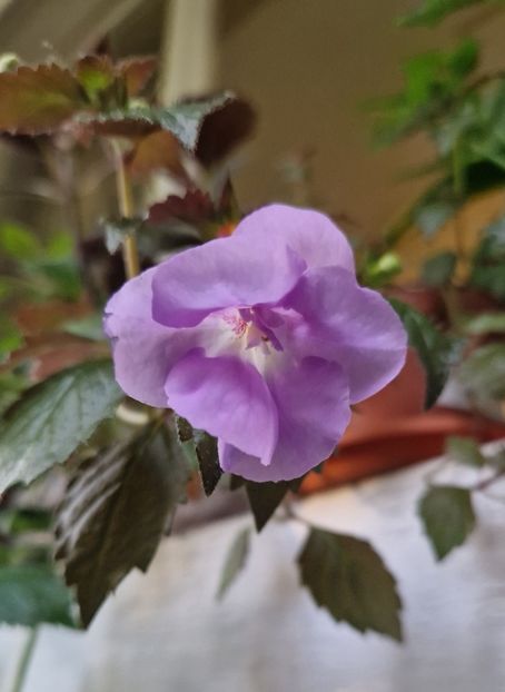 2025 - Brid s Noid ? P