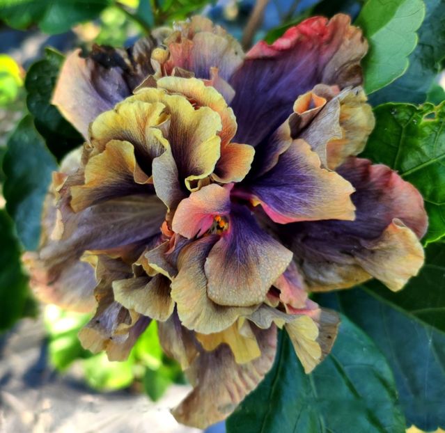  - D Sakura Sleepless In Seatle