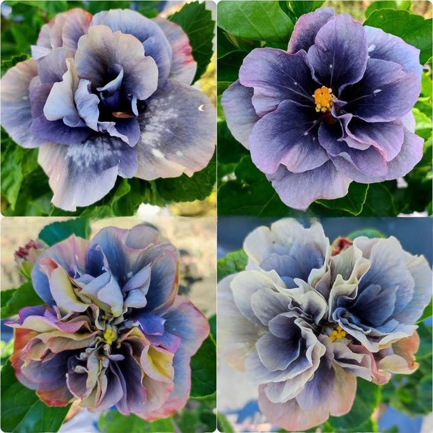  - D Sakura Blue Jasmine